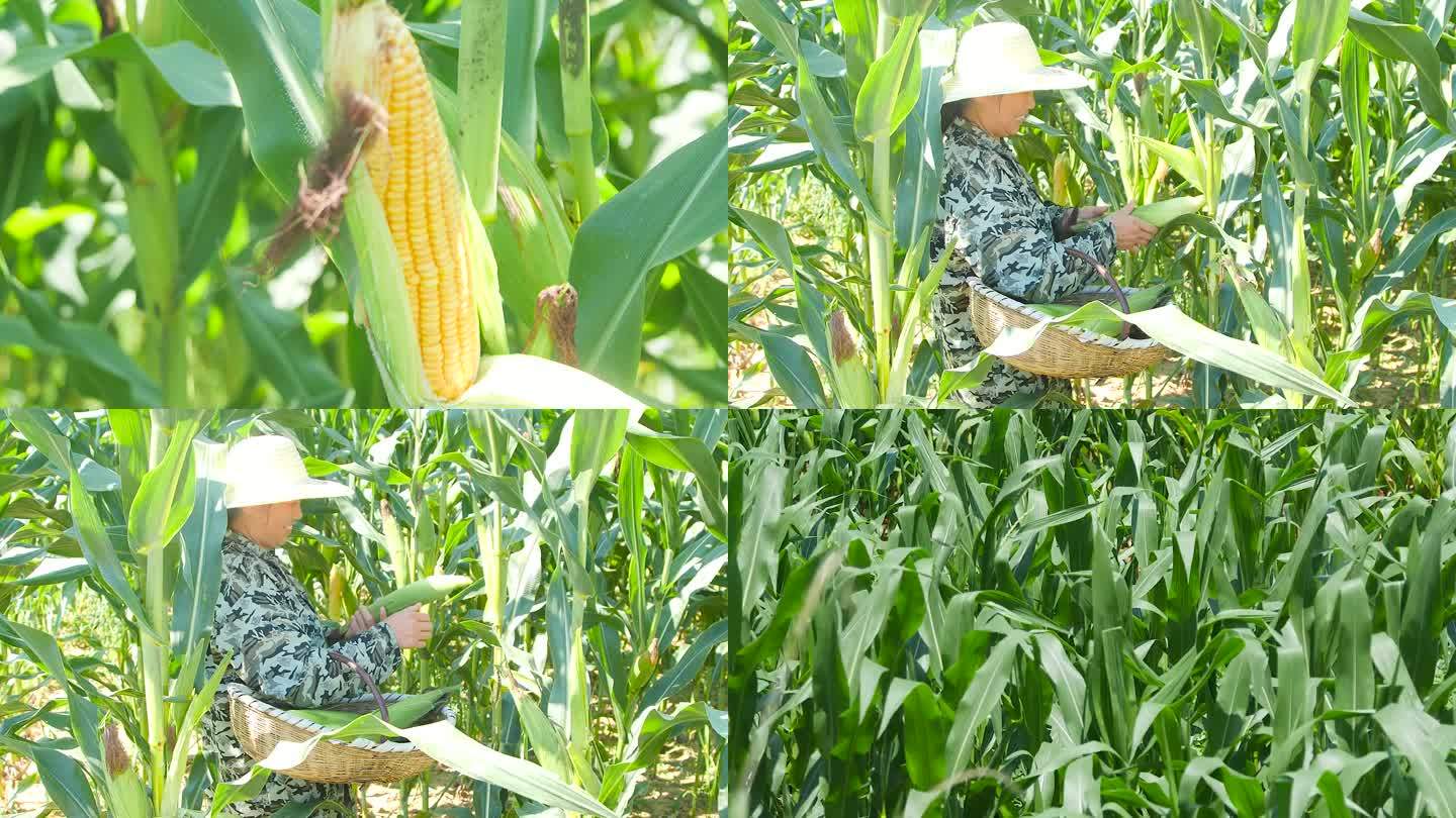玉米产地