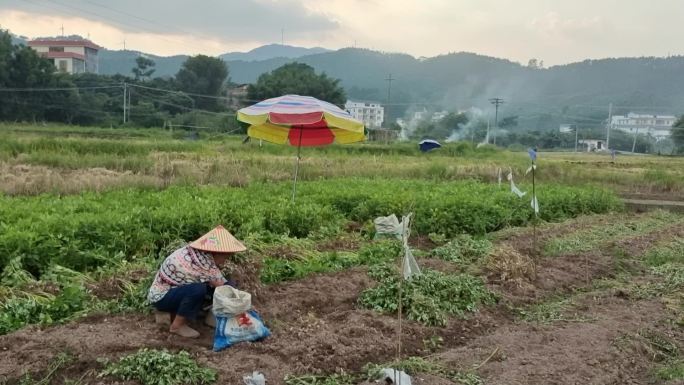 落日黄昏余辉夕阳逆光村庄农妇 田间劳作