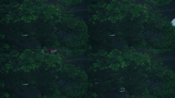 下雨天树冠景观-慢镜头
