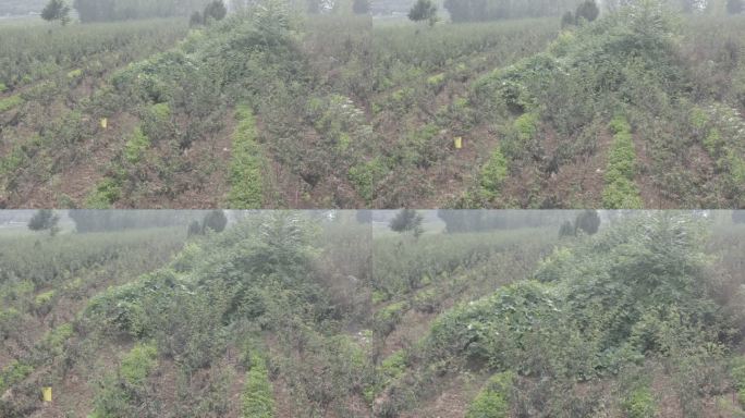 花椒种植乡村振兴农业种植航拍