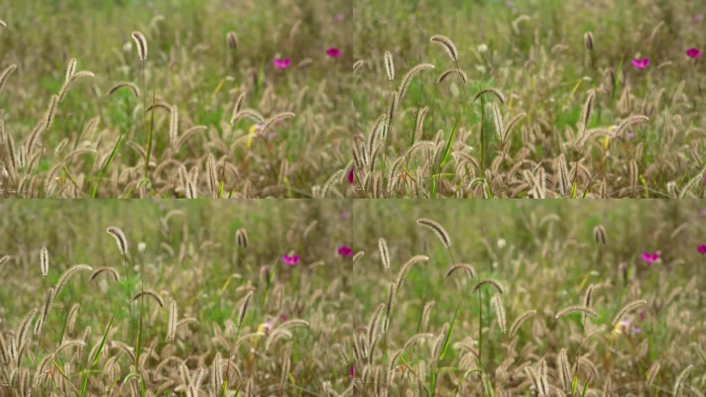 高清4k狼尾草花风吹麦浪秋天农业植物田园