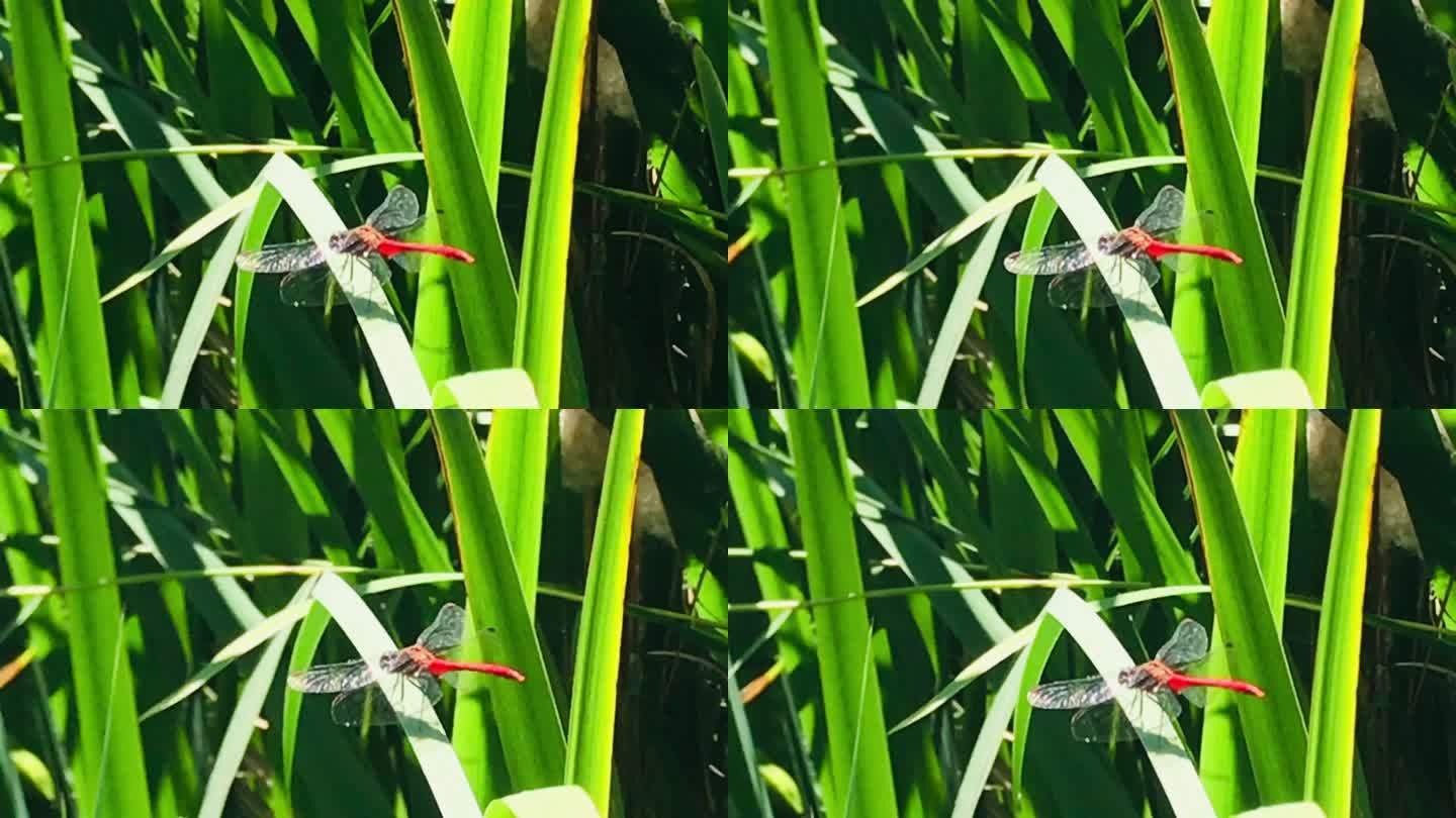 草丛 昆虫 蜻蜓