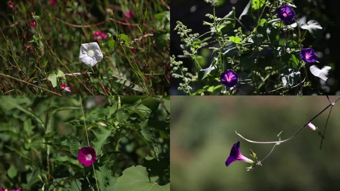 山里的紫色红色牵牛花