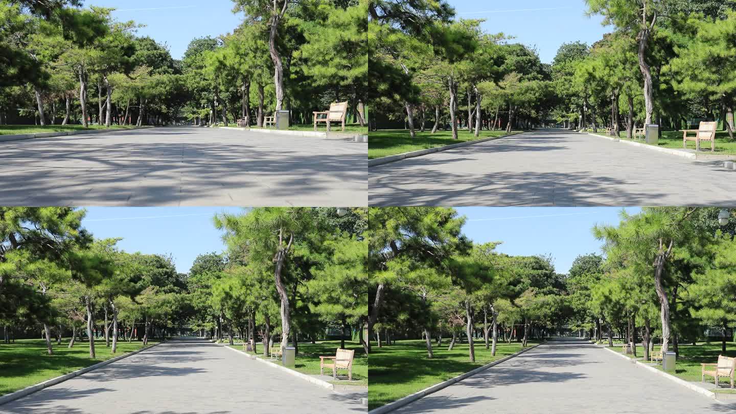 地坛公园平坦街道两旁种植着松树两旁青草地