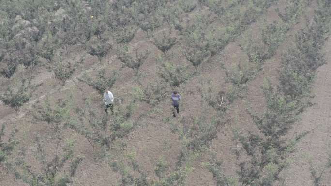 花椒种植乡村振兴农业种植航拍