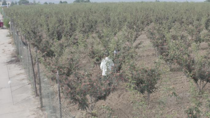 花椒种植乡村振兴农业种植航拍