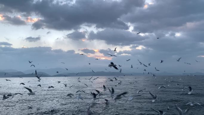 唯美海面海鸥成群