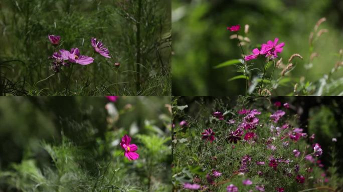 格桑花波斯菊秋英都是一种花