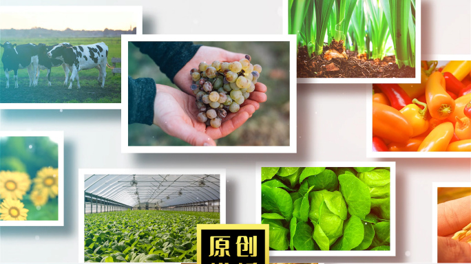绿色生态农业新农业农产品展示照片墙图片墙