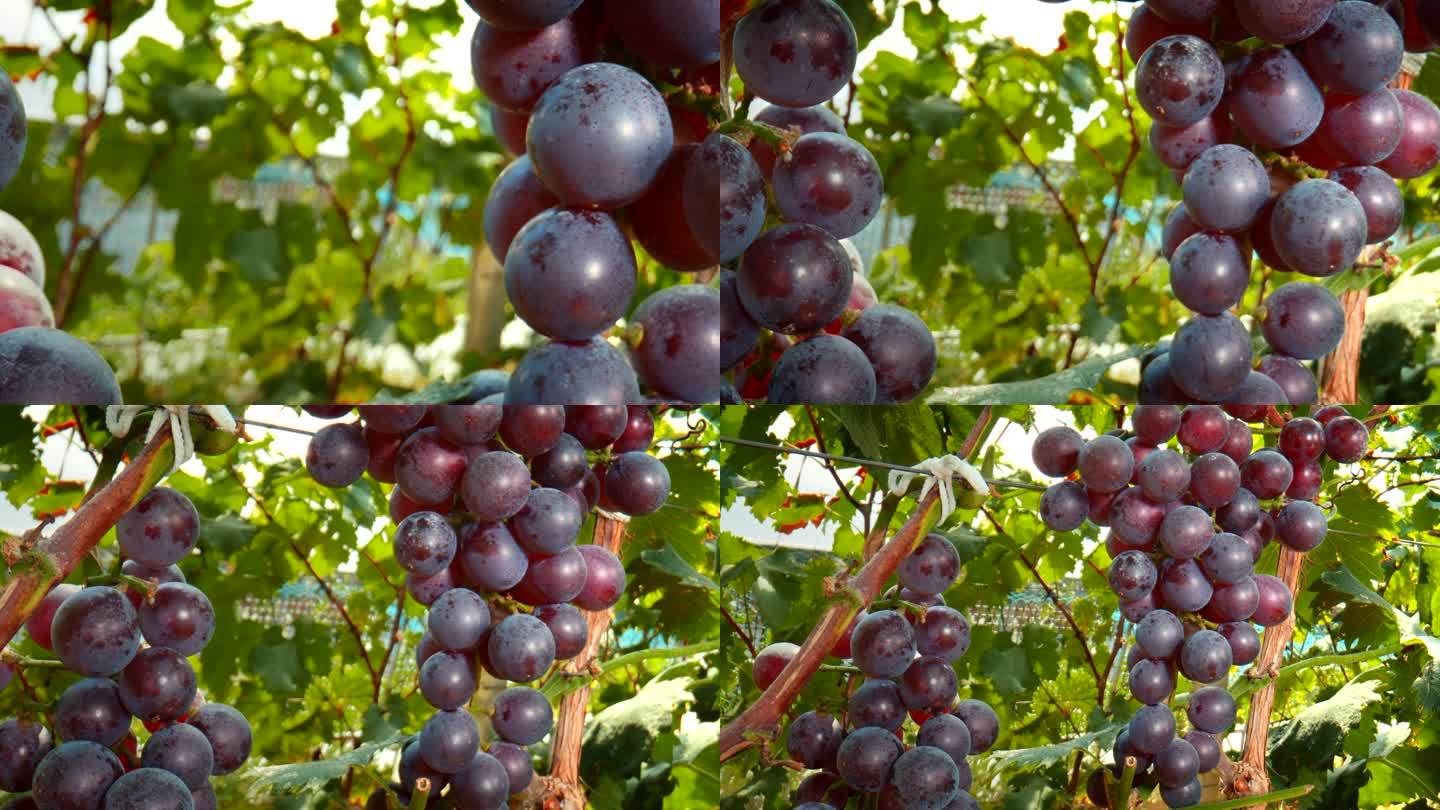 丰收 葡萄 水果 中秋