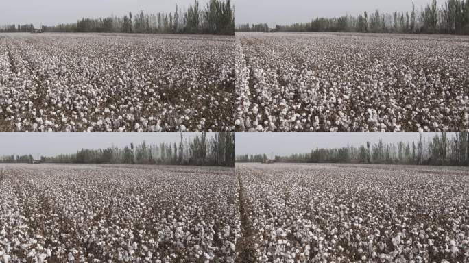 新疆棉花拍摄棉花绒长生成打包收割实拍