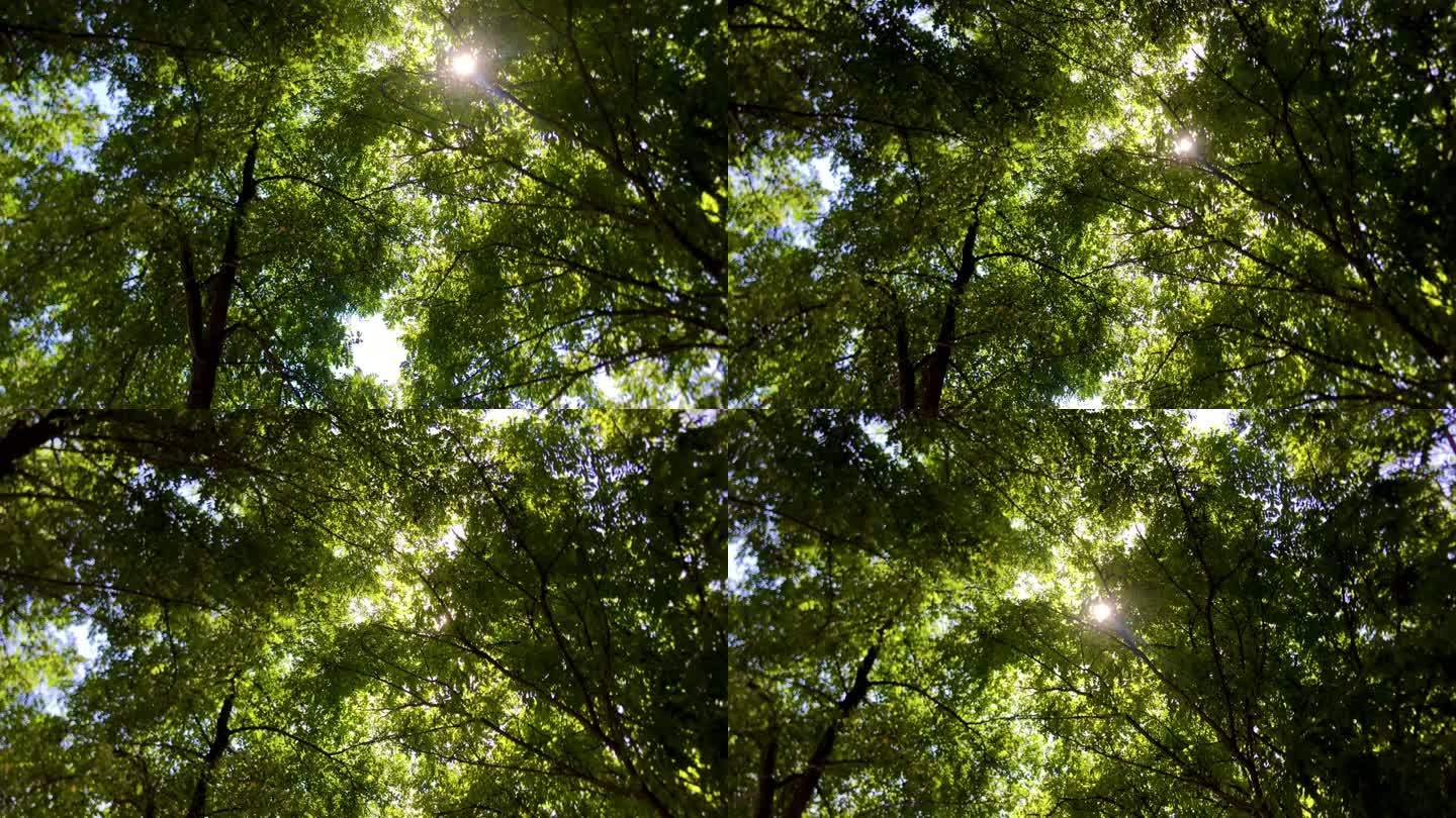 树杈 缝隙 光线