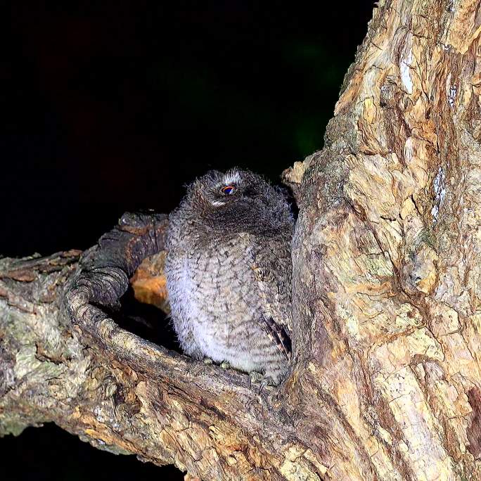 夜行性动物斑头鸺鹠大眼萌鸮号称小猫头鹰1