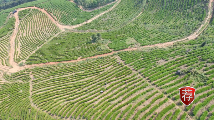 茶山茶园航拍 葵山