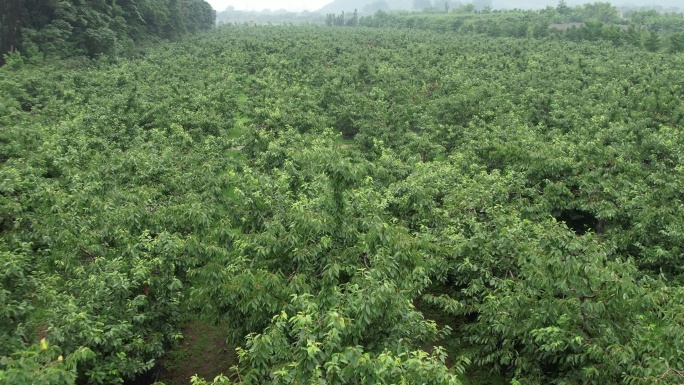 航拍果园绿色风景郊区