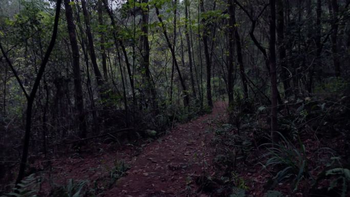 行走在恐怖的林间小路