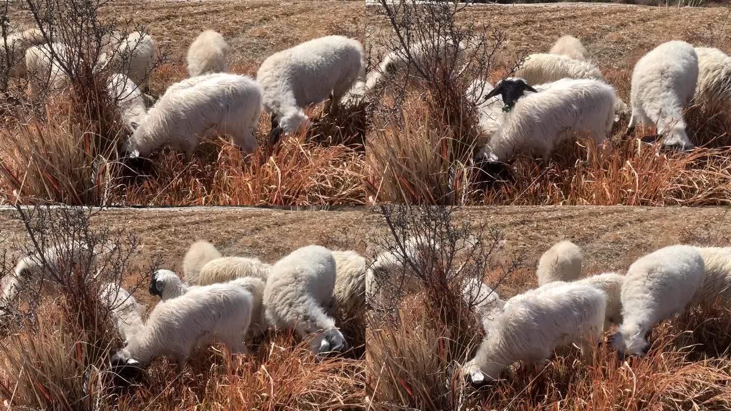 牧羊羊群跑山羊绵羊