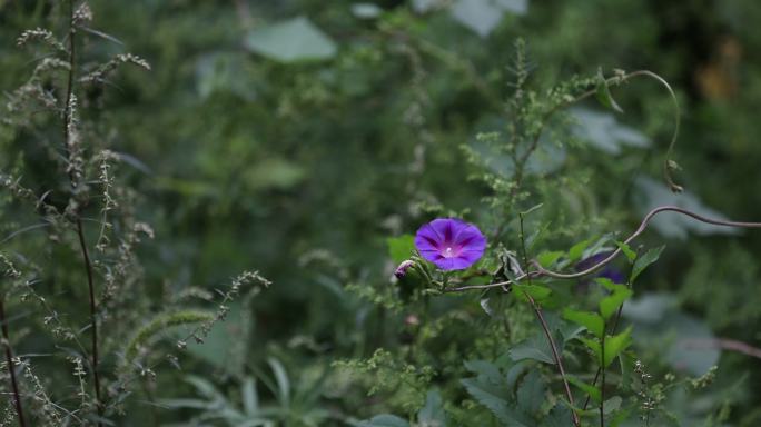 山里紫色牵牛花