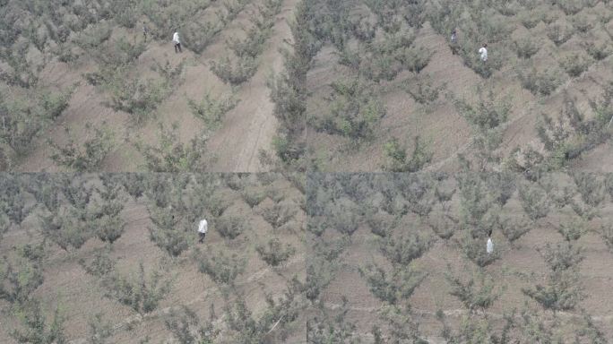 花椒种植乡村振兴农业种植航拍