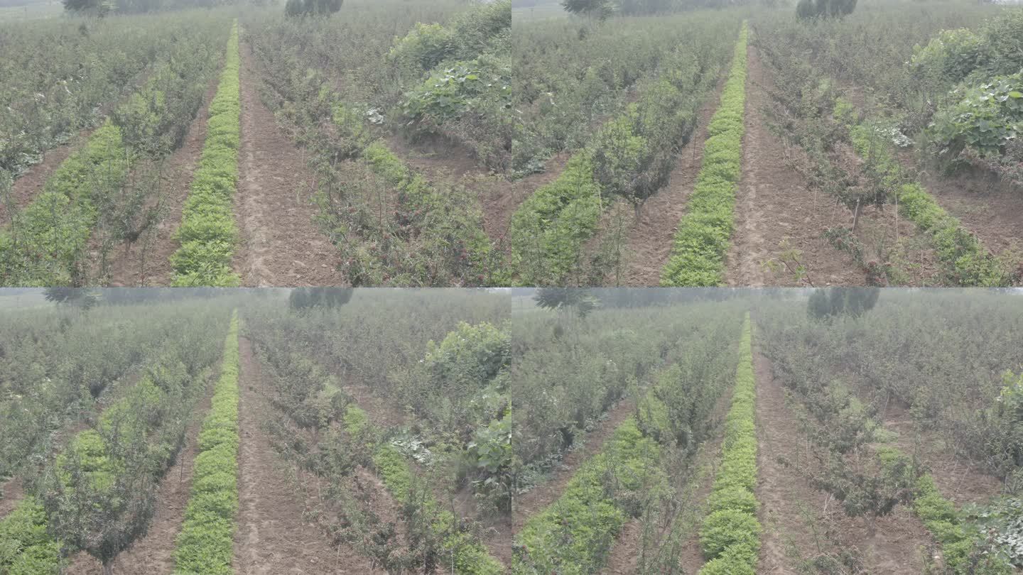 花椒种植乡村振兴农业种植航拍