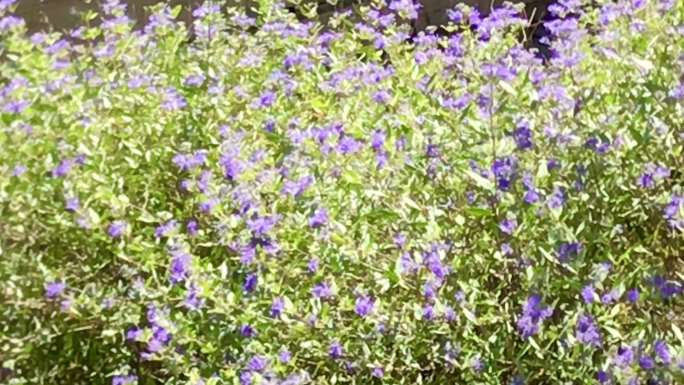 绿地 花卉 小紫花