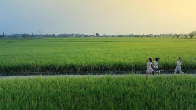 美丽稻田 乡村旅游 奔跑 一望无垠的田野