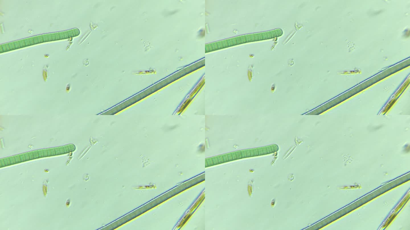 显微镜下的微观世界 颤藻