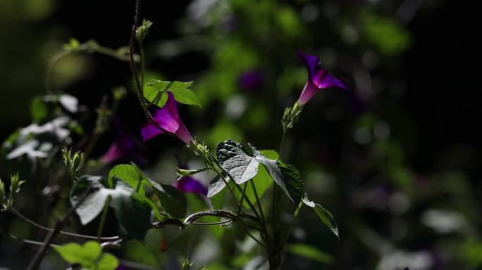 山里的紫色红色牵牛花