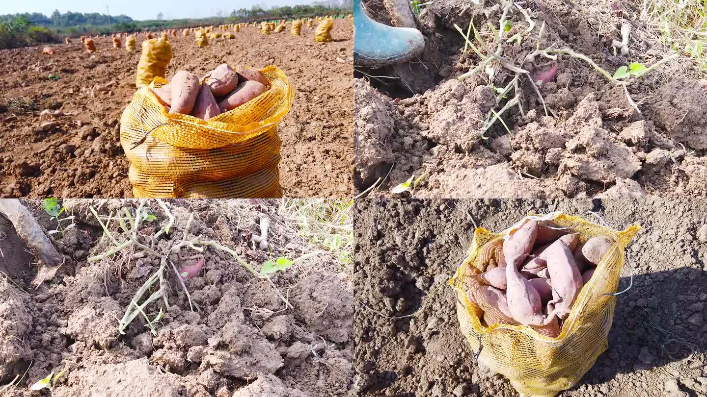 红薯种植