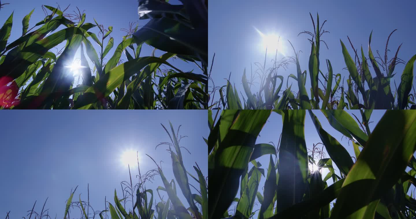 4K+50fps阳光农业玉米成长