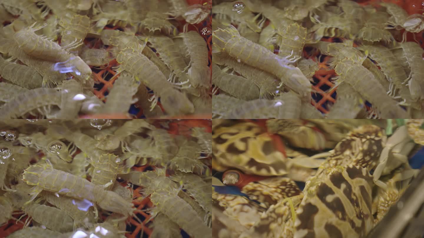 017  海鲜 濑尿虾 蟹 市场挑鱼
