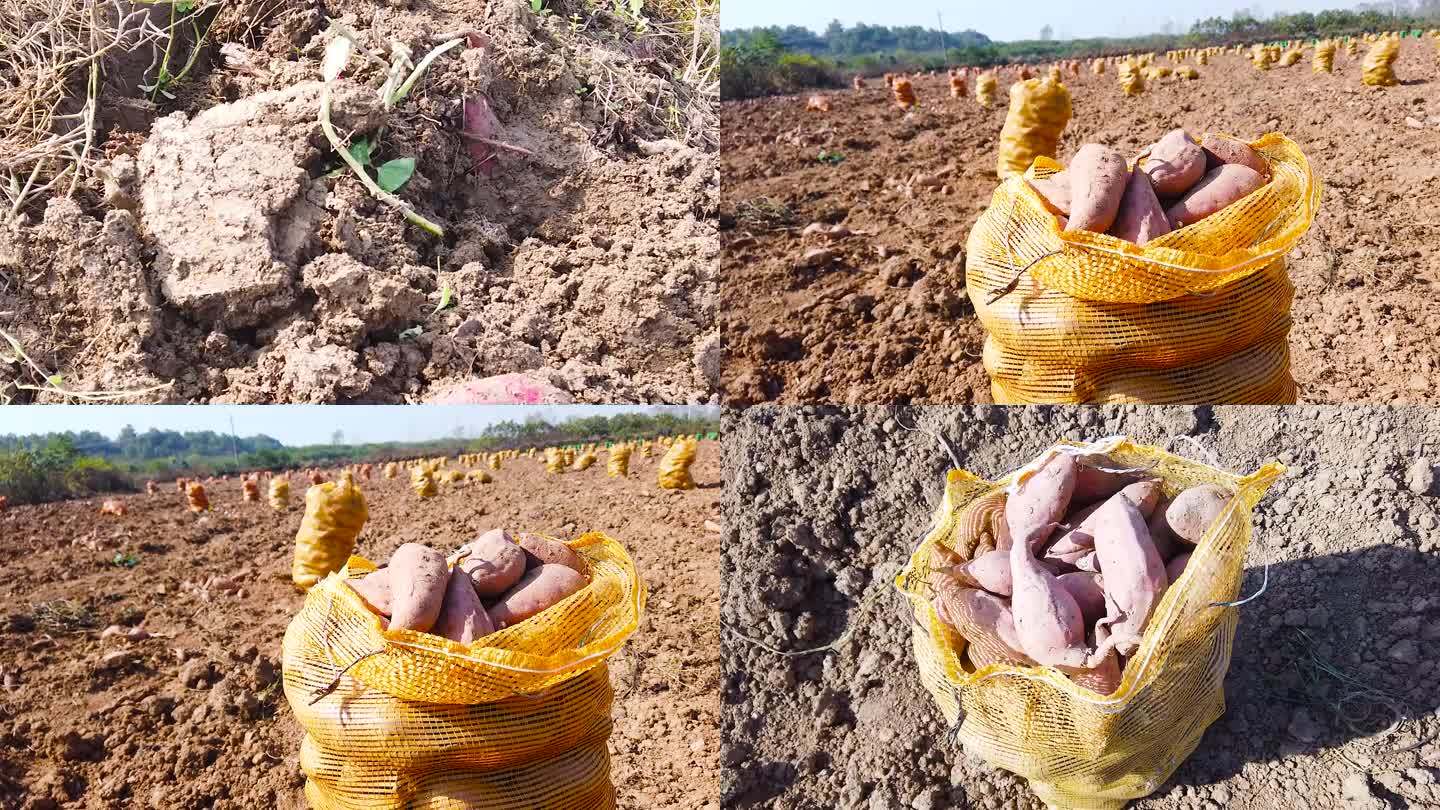 红薯种植