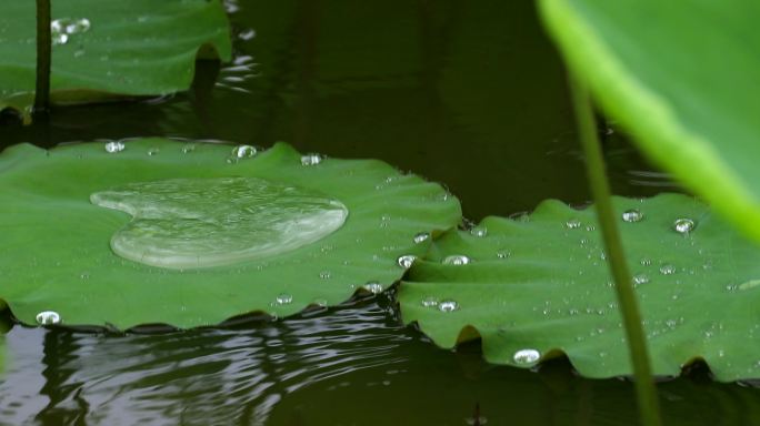 雨中荷花别样美 惊艳了谁的时光？