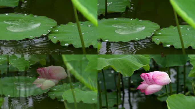 雨中荷花别样美 惊艳了谁的时光？