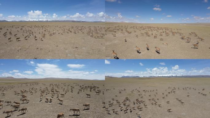 航拍西藏大北线大群的藏羚羊