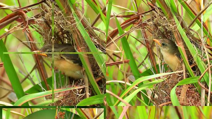 褐山鹪莺雌雄相似性羞怯藏身于浓密覆盖下