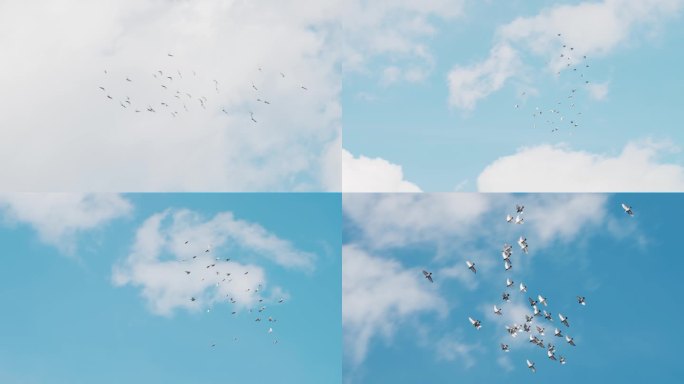 鸽子在蓝天自由飞翔