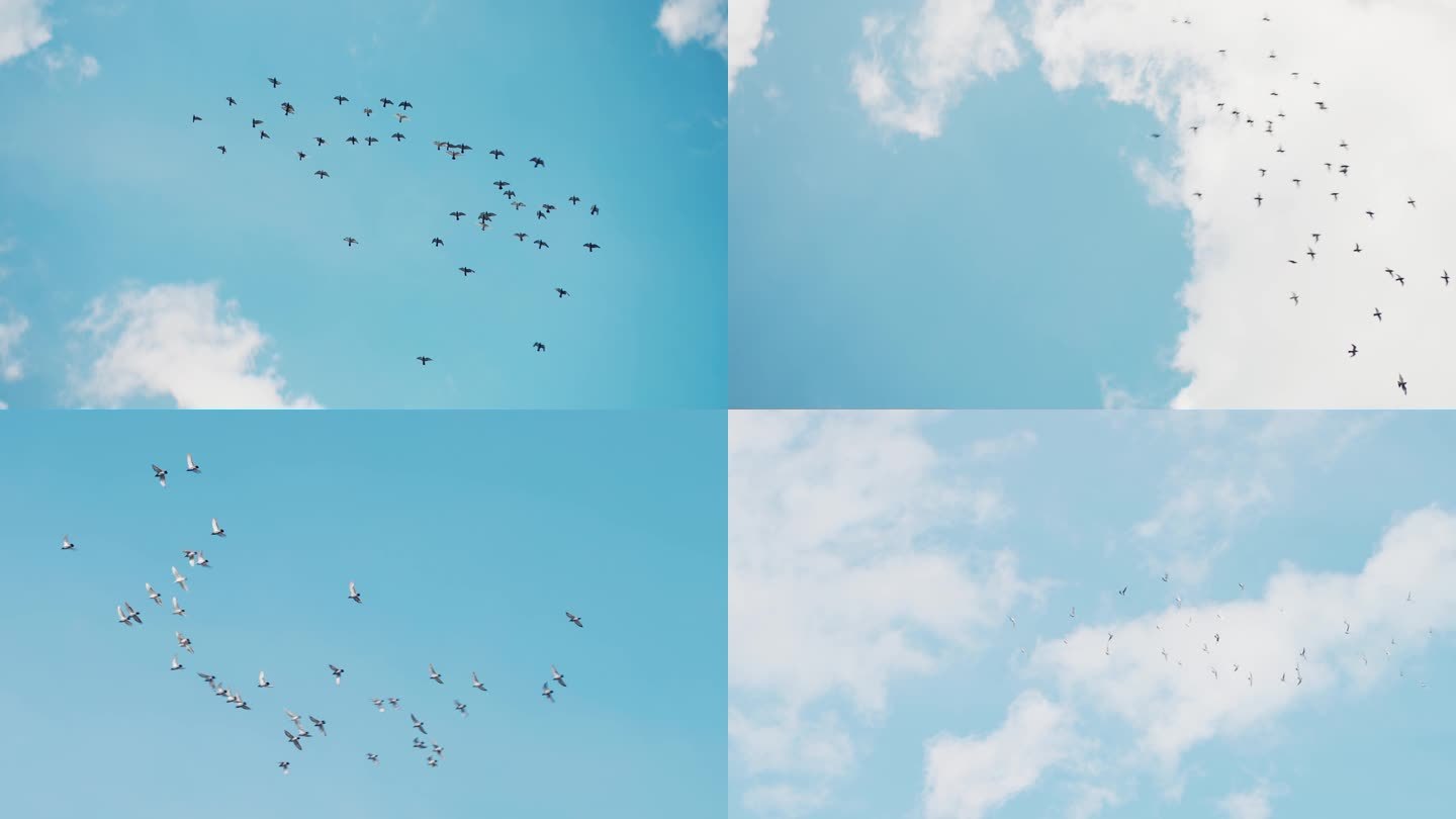 鸽子信鸽和平鸽飞翔翱翔蓝天