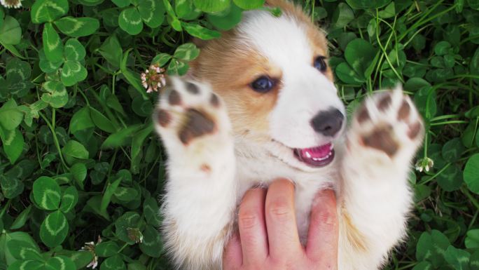 小柯基犬宠物狗躺在草地上享受主人按摩