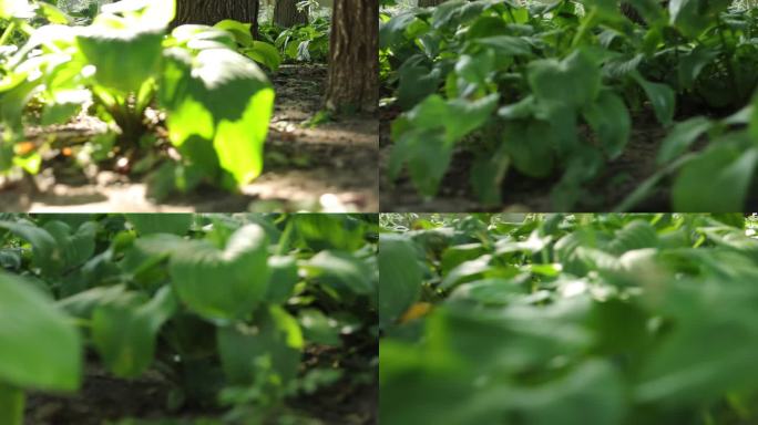 移动镜头拍摄地坛公园里的一大片盛开白兰花
