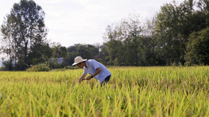 4K水稻种植丰收农民研究员专家检查
