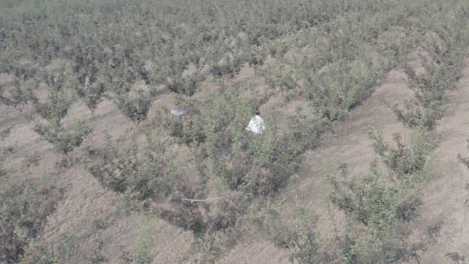 花椒种植乡村振兴农业种植航拍