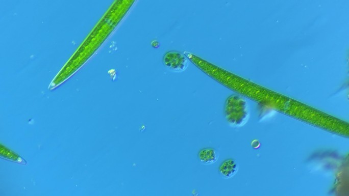 显微镜下的微观世界微生物 新月藻