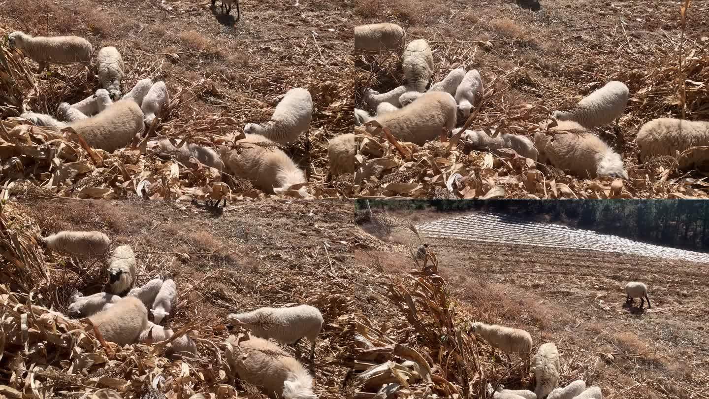 羊群放羊山羊牧羊人