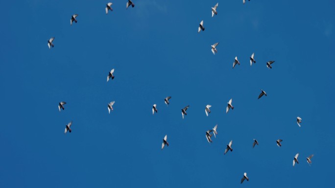 一群鸽子在天空中飞翔
