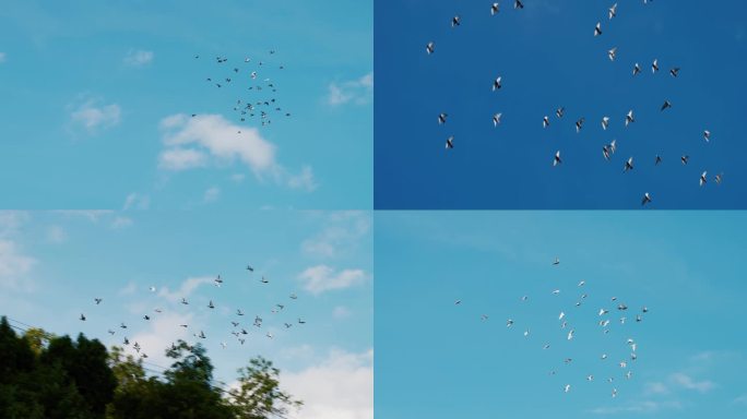 一群鸽子在天空中飞翔