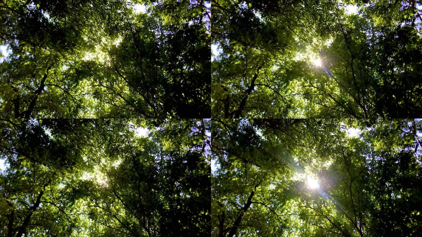 树杈 缝隙 透光线