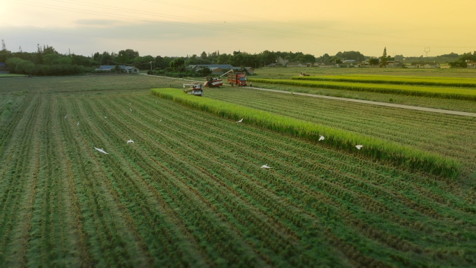 水稻丰收 稻田收割 水稻收割航拍