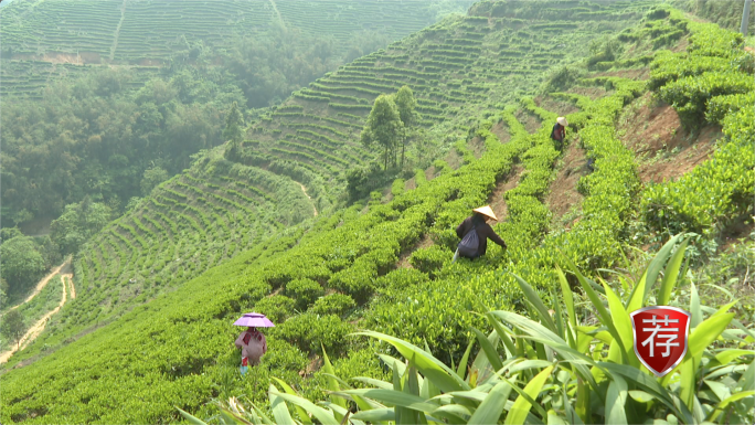 兴业春茶采摘忙  炒茶制茶