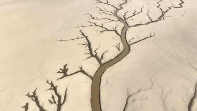 鄱阳湖生命之树航拍4k